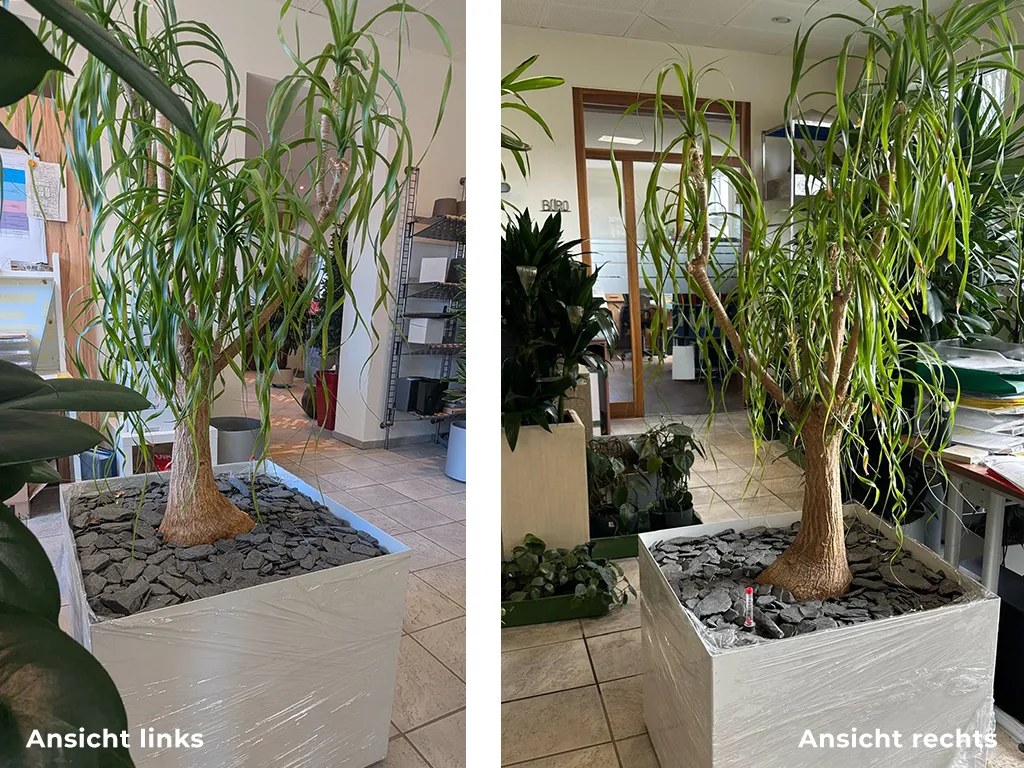 Beaucarnea recurvata inkl. Pflanzgefäß